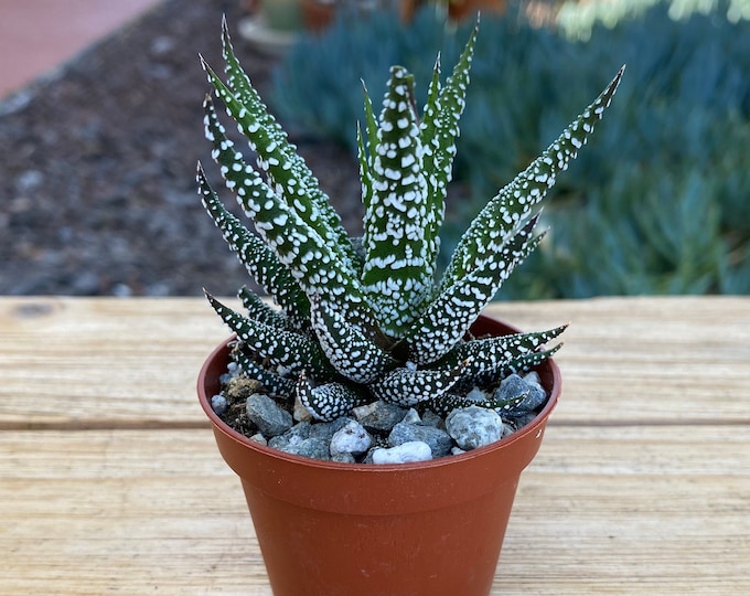 Haworthia Zebra  Succulent Plant  2 inch pot