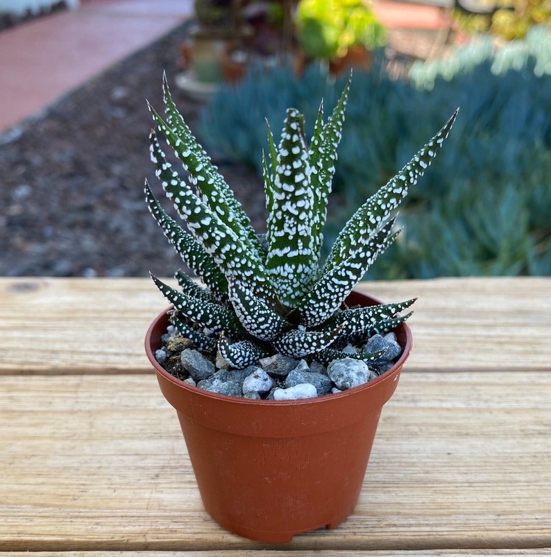 Haworthia Zebra Succulent Plant 2 inch pot image 1