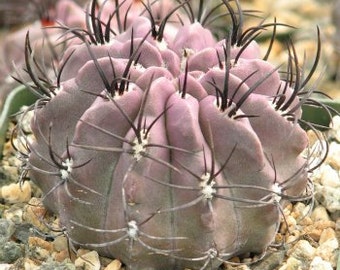 Neochilena Jussieu Cactus Plant New Crop