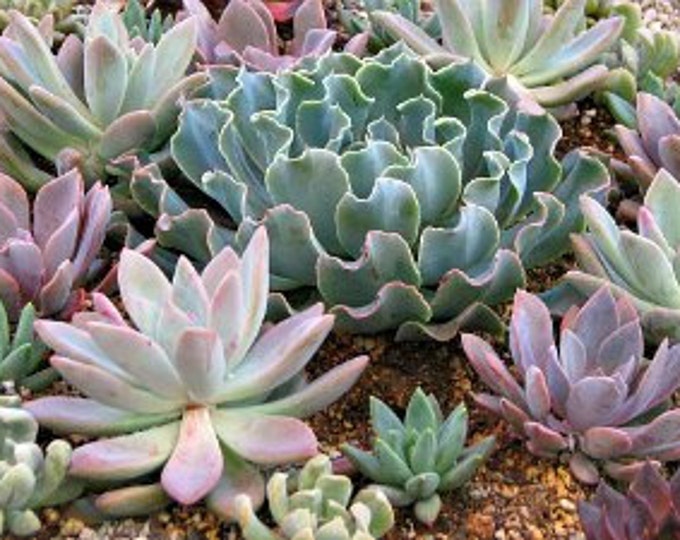 Succulent 15 Rosette  Echeveria  Designer Mix Plants