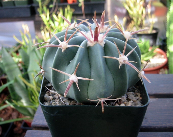 Ferrocactus Latispinus Baby Cactus Plant