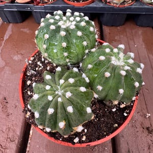 Echinopsis Fuzzy Cactus Plant clumping trio