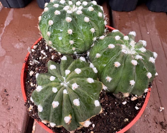 Echinopsis Fuzzy Cactus Plant clumping trio