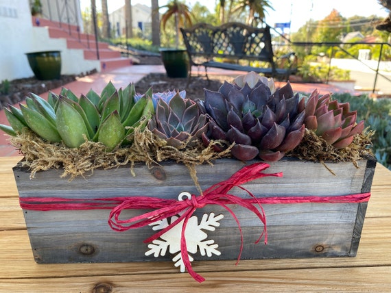 花瓶・フラワースタンド Mid-Century Boxcar Succulent Planters Mini