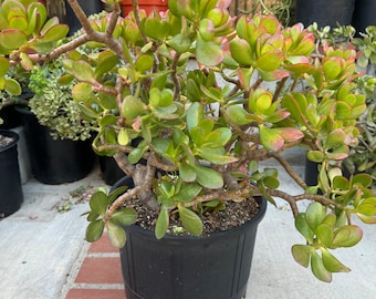 Large Crassula Jade Money Plant Succulent