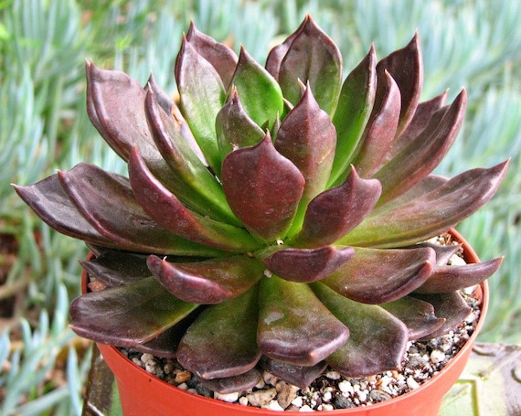 Echeveria Black Prince Succulent Plant - Etsy