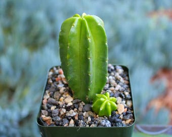 Echinocereus Morricallii Cactus Plant