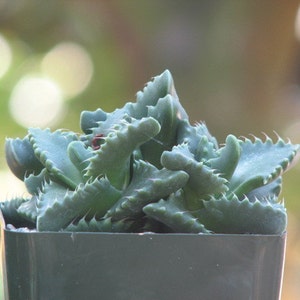 Faucaria Tigrina Succulent Plant