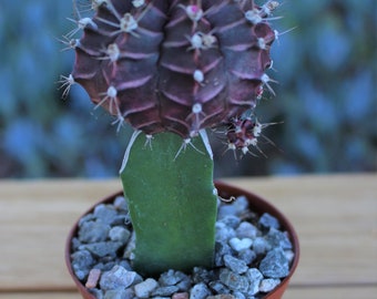 Grafted Purple Cactus Plant