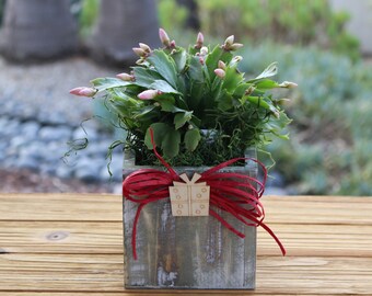 CactusLimon - Etsy