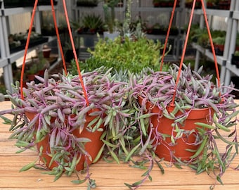 Hanging String of Red Stem  Bananas Seneccio Radicans Succulent Plant
