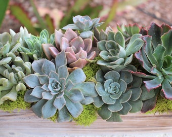 Succulent Rosette Garden, Wood Planter Box, Valentine Gift