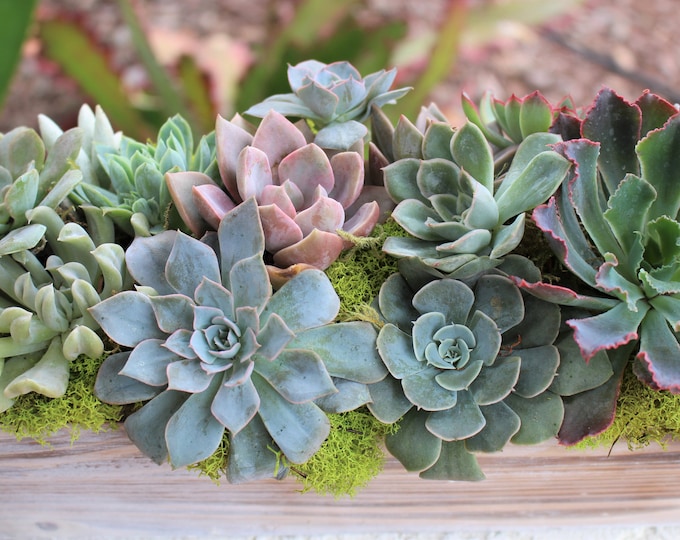 Succulent Rosette Garden, Wood Planter Box, Valentine Gift