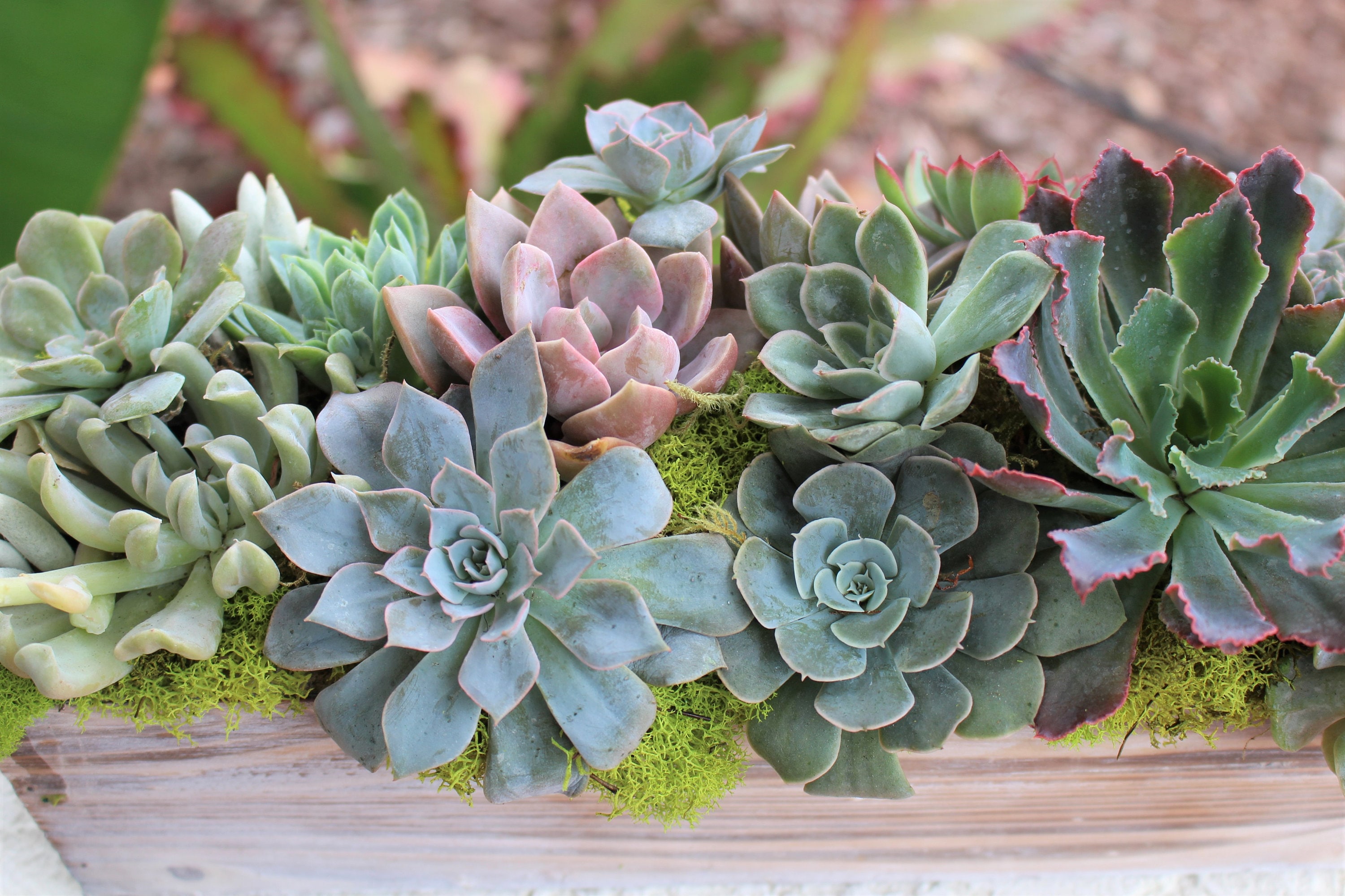 洋書 Dry Climate Gardening with Succulents American Garden Guides: Dry Climate Gardening with