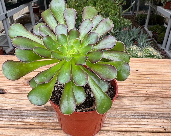 Aeonium Purpuratrum Succulent Plant