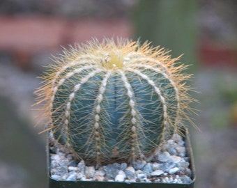 Notocactus Magnificus Cactus Plant