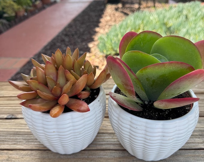 Two potted gift plants Orange Flame Succulent Plant and Flap Jack