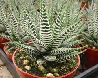 Haworthia Zebra  Succulent Plant