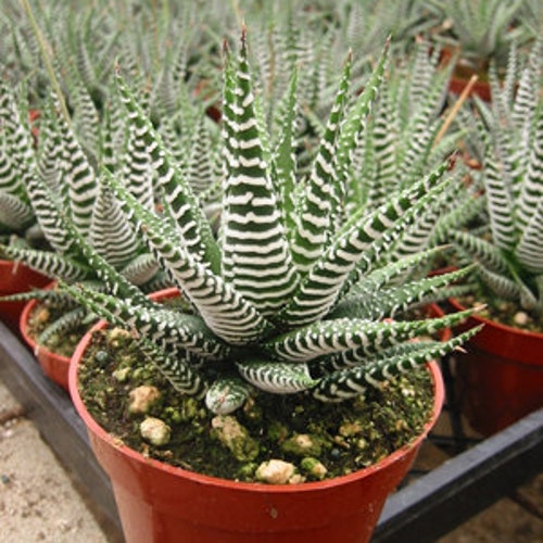 Haworthia Zebra  Succulent Plant