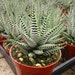 see more listings in the Succulent  Plants section