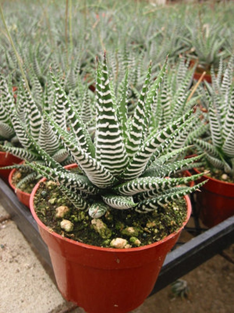 Haworthia Zebra Succulent Plant image 1