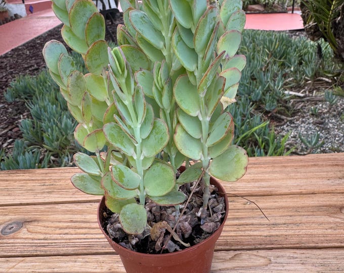 Kalanchoe Mariner’s succulent plant