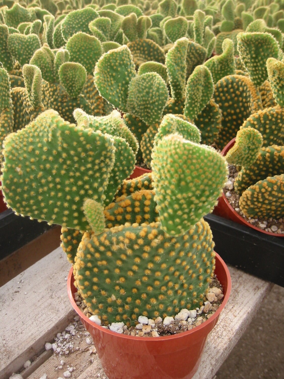 Opuntia Fan Cactus Plant Etsy