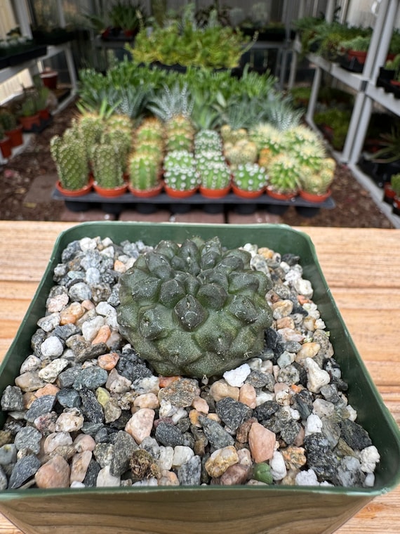 Neochilena Oculta Cactus Plant - Etsy