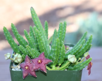 Stapelia Scitula Succulent Plant new crop