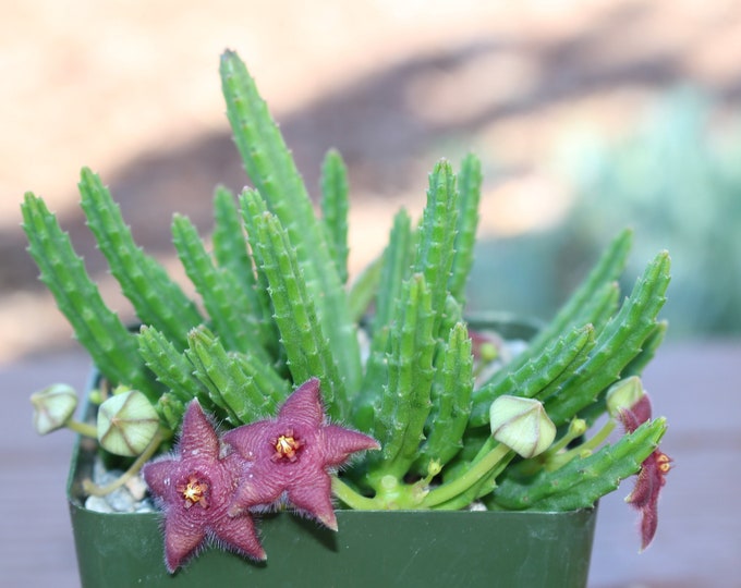 Stapelia Scitula Succulent Plant new crop