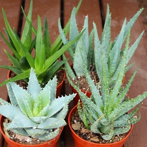 May include: Four potted aloe vera plants with green and blue-green leaves. The plants are in brown plastic pots.