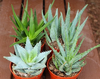 Mixed 4 Aloe Succulent Plants