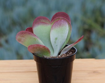 Kalanchoe Thyrsifolia Flap Jack Succulent Plant