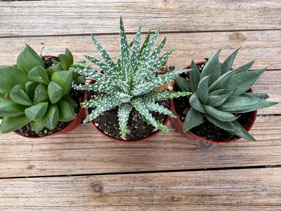 Haworthia Set Three Succulent Plants - Etsy