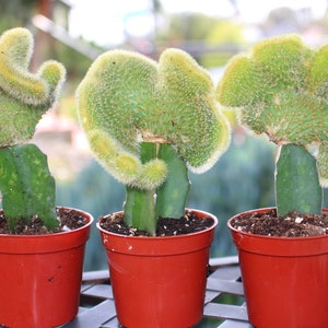 Grafted Crest Moon Cactus Plant