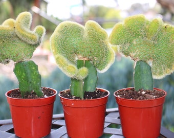Grafted Crest Moon Cactus Plant