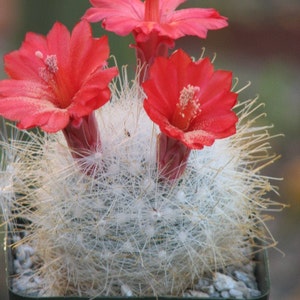 Mammillaria Senilis Cactus Plant