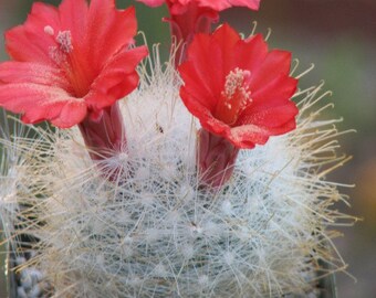 Mammillaria Senilis Cactus Plant