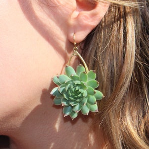 Succulent Earrings Live Succulent Plant