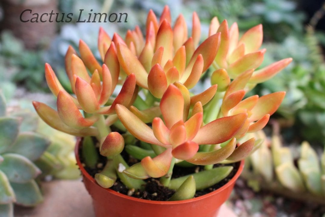 Orange Flame Succulent Plant Add Color to Your Garden - Etsy Denmark