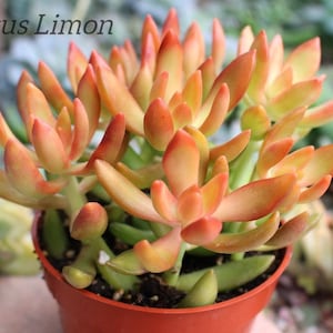 May include: A close-up of a small potted succulent plant with orange-red leaves. The plant is labeled "Cactus Limon".