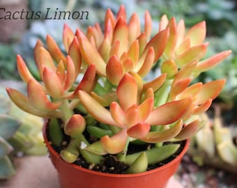 Orange Flame Succulent Plant