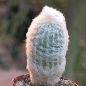 Old Man Cactus Plant New Crop