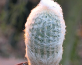 Old Man Cactus Plant medium