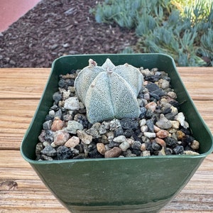 May include: A small, grey cactus with a star-shaped top, potted in a green plastic pot with small rocks.
