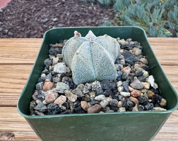 Astrophytum Myriostigma Bishops hat Cactus Plant