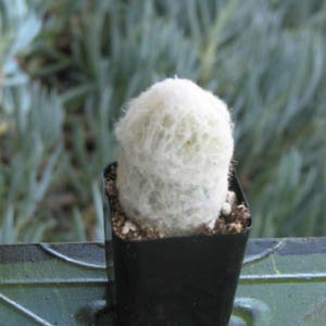 May include: A small, white, fuzzy cactus in a black square pot. The cactus has a rounded shape and is covered in fine, white hairs. The pot sits on a green surface, with a blurred green background.