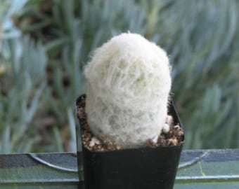Old Man Cactus Plant 2 inch pot