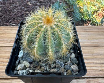 Notocactus Magnificus Cactus Plant