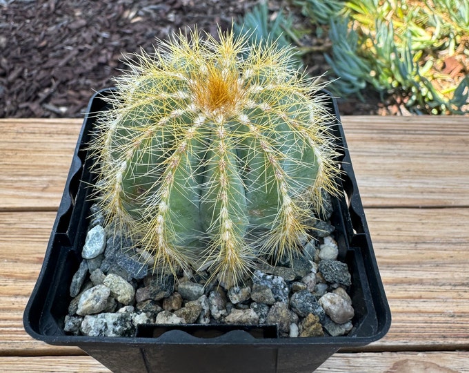 Notocactus Magnificus Cactus Plant